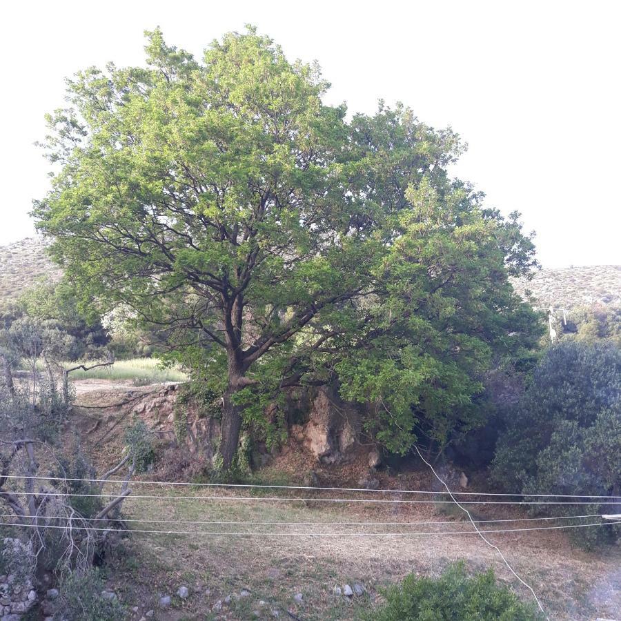 Antea Appartement Mlini Buitenkant foto